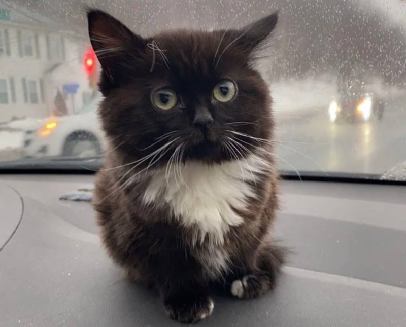 Чмоня Вирго