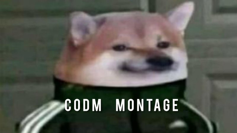 Doge в адидасе