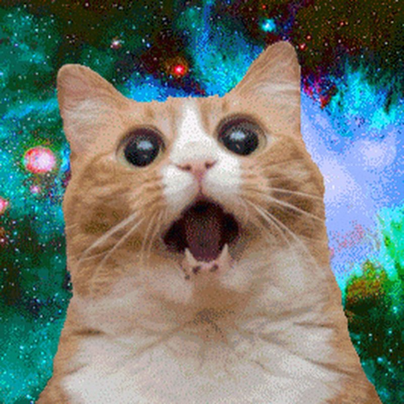 Крутые коты