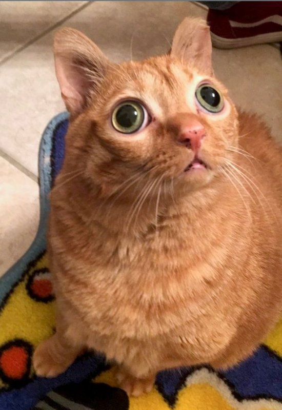 Кот с вып учеными глазами