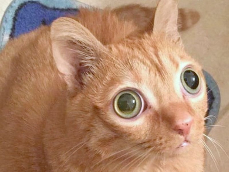 Кошка с выпученными глазами