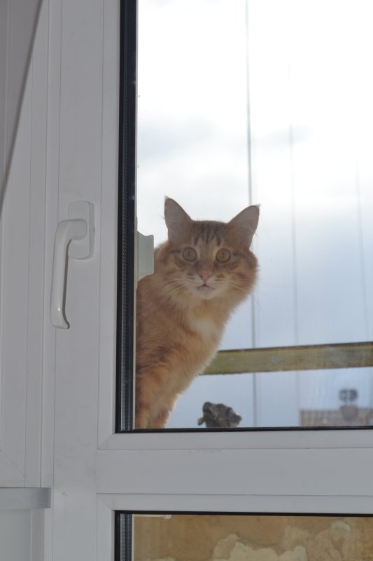Котик у окна