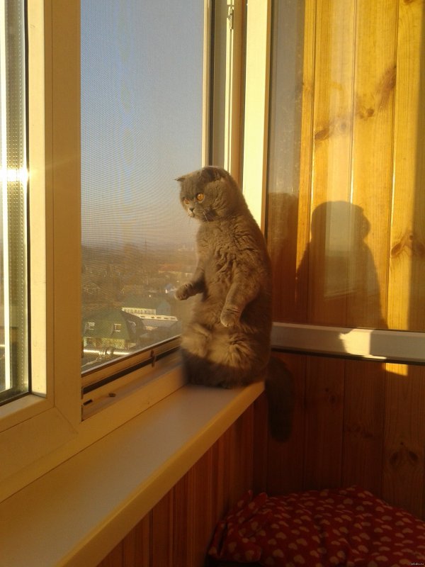 Балкон для кошек