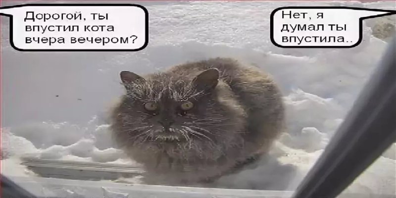 Кот замерз
