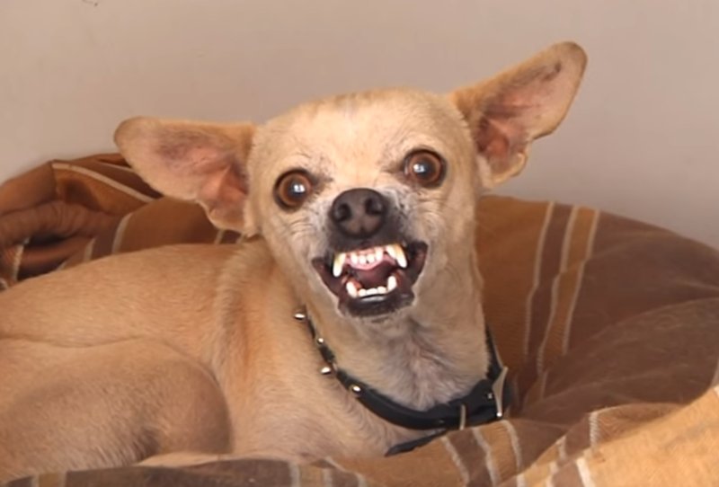 Чихуахуа скалится