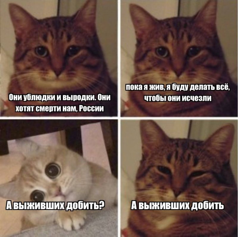 Популярные мемы с котами