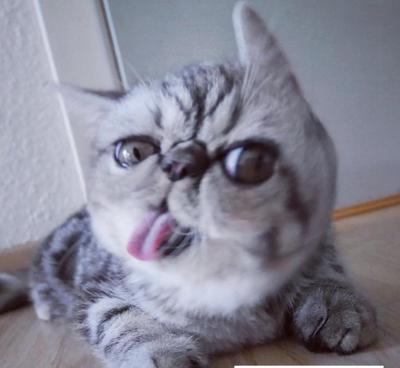 Кот с огромными глазами