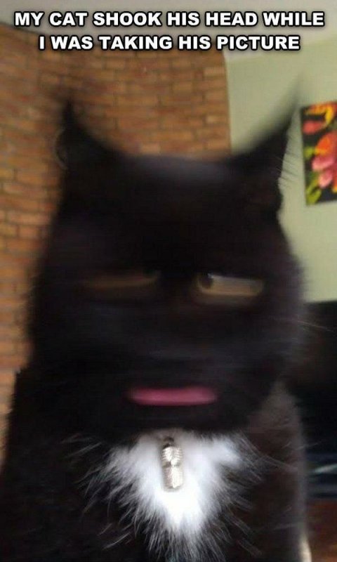 Смазанный черный кот