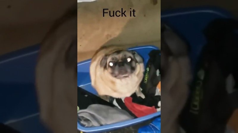 Мопс флексит