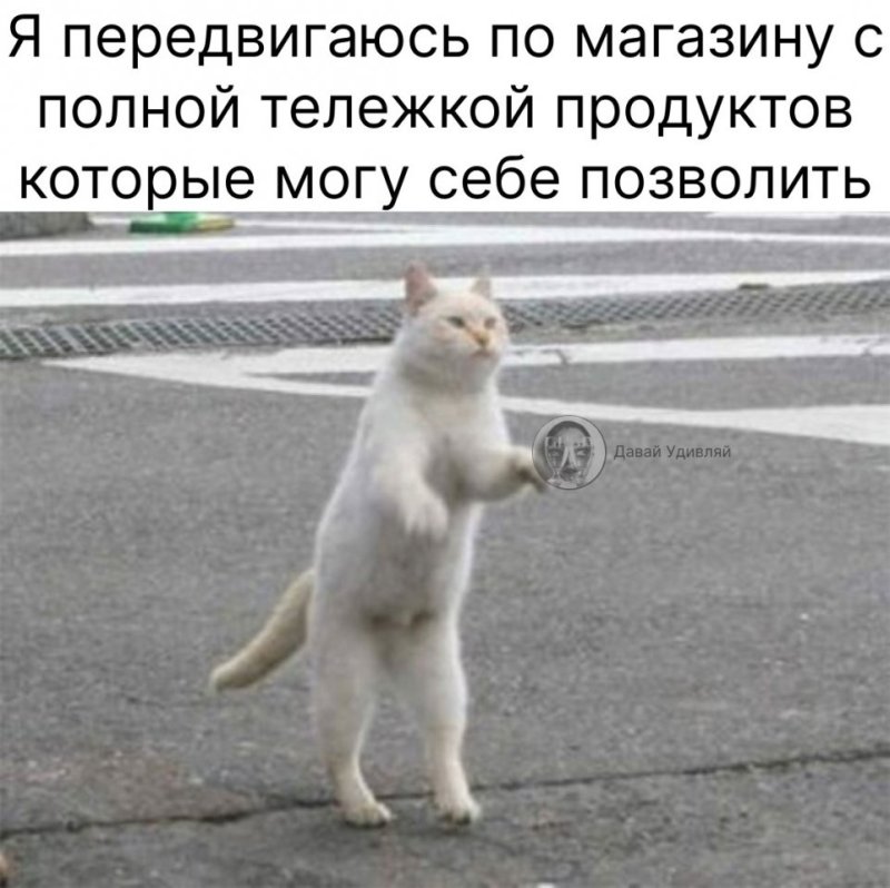 Кот на задних лапах