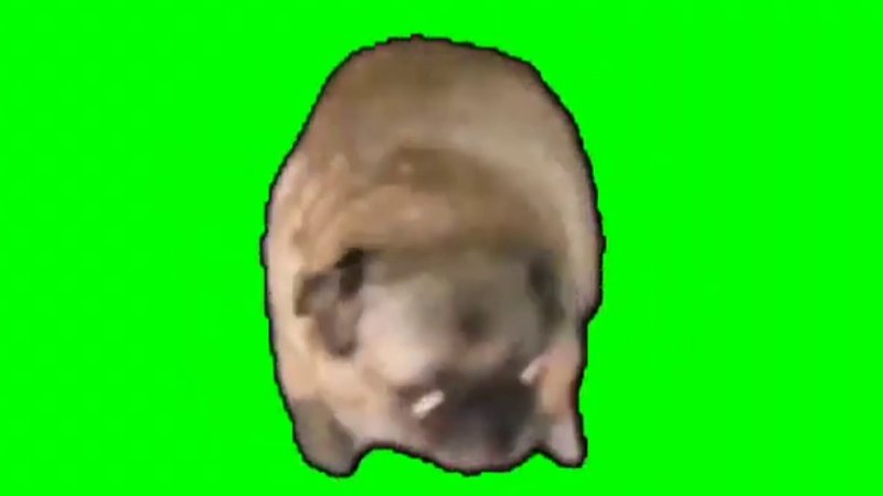 Мем Мопс флексит