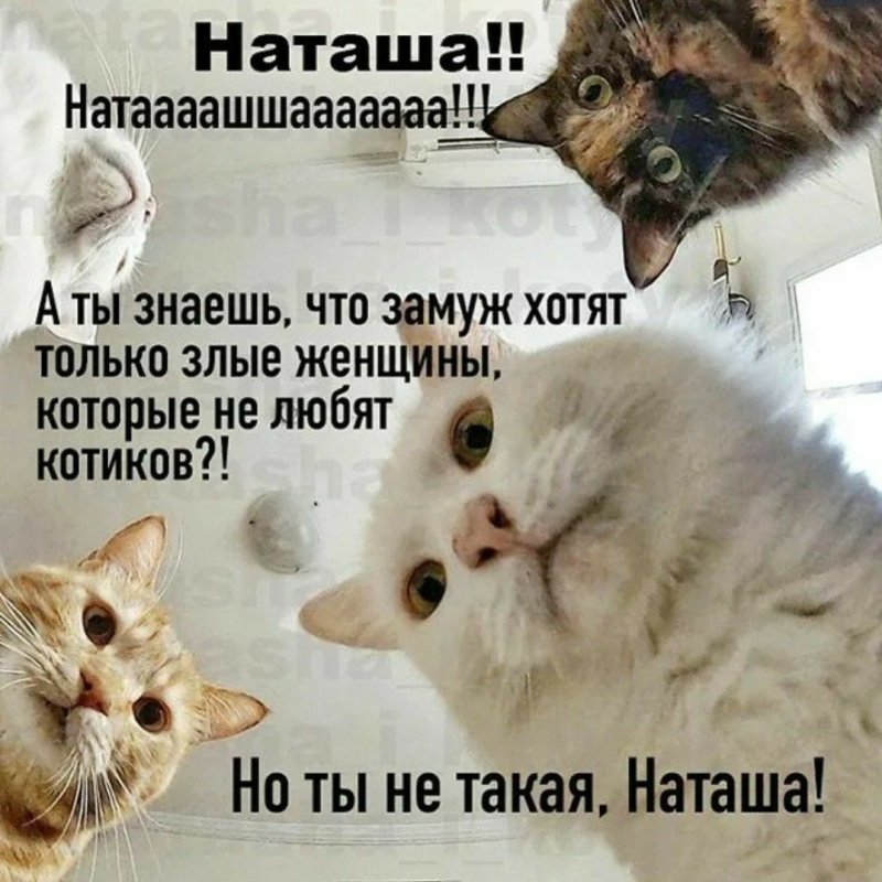Наташа и котики мемы