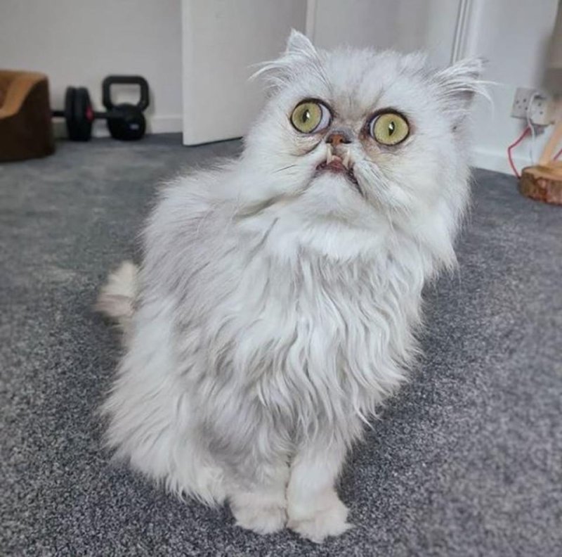 Персидская шиншилла Уилфред