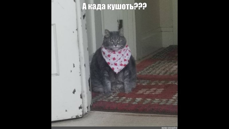 Кот в переднике