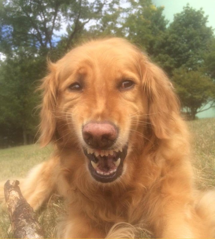 Мемы с собаками