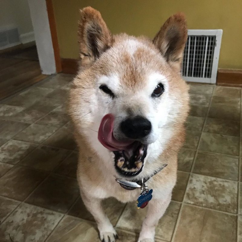 Недовольная сиба ину