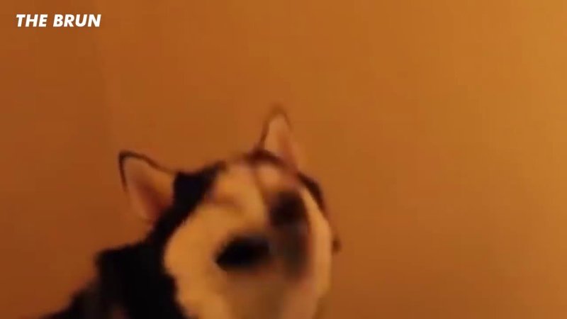 Хаски чихает