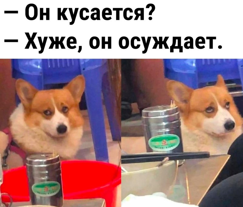 Собака осуждака фото