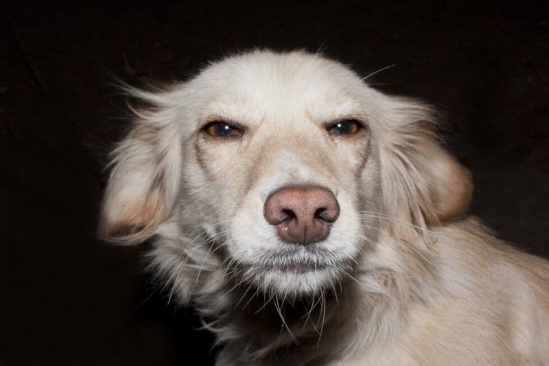 Взгляд собаки