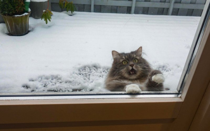 Кошка на улице зимой