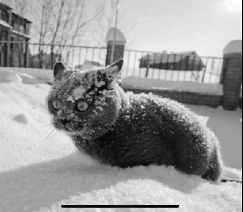 Кот so much cocaine