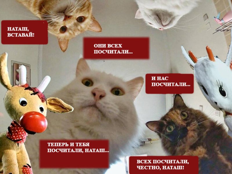 Мемы с котами и Наташей