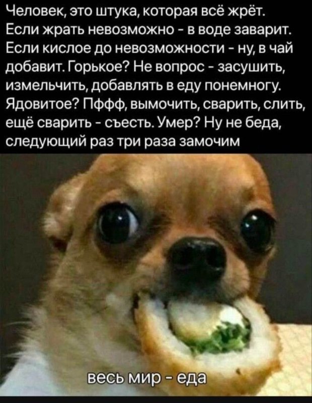 Чихуахуа Сяке маки Мем
