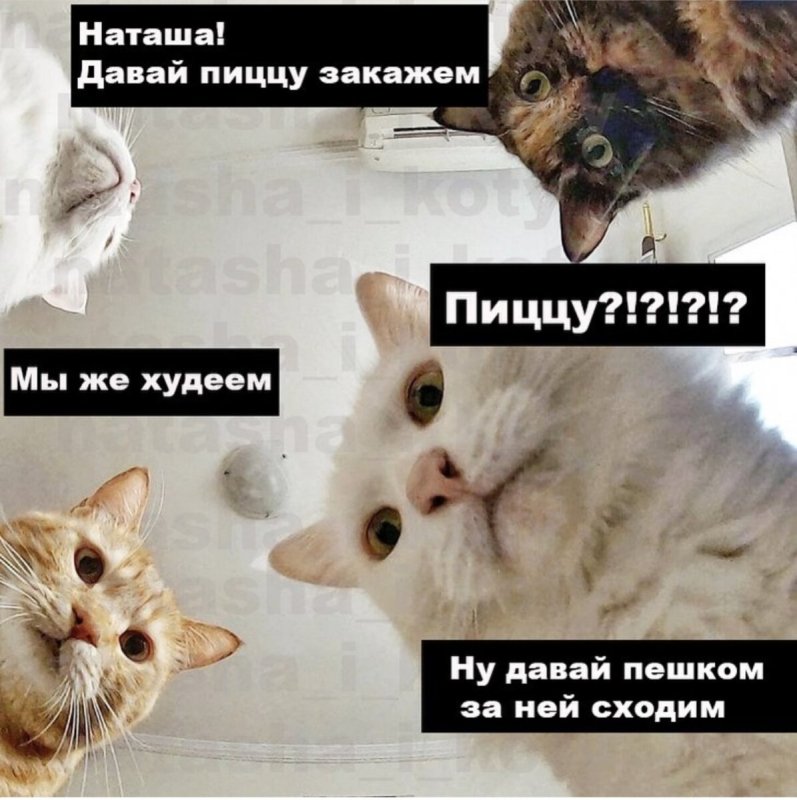 Мемы с котами и Наташей