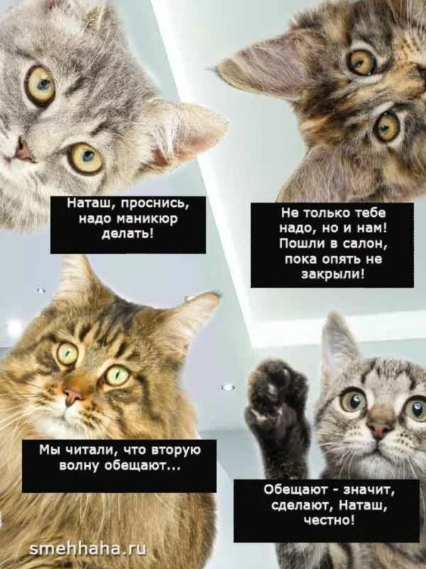 Наташа и коты