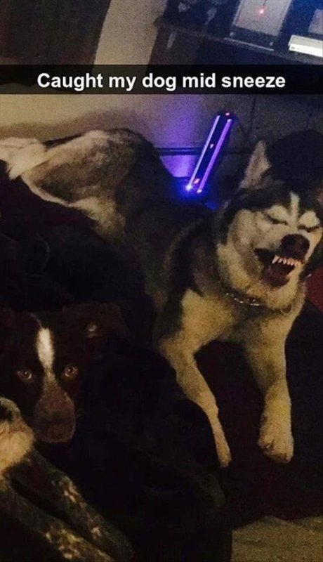 Хаски чихнул