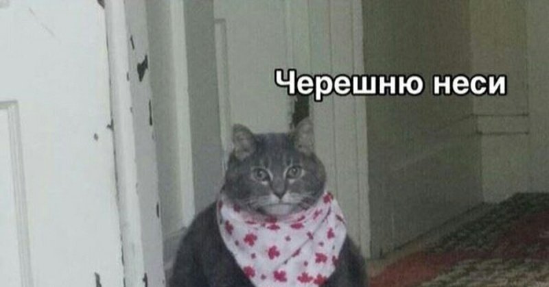 Неси черешню кот