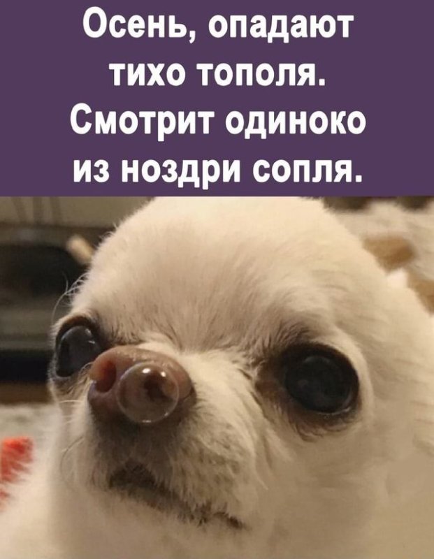 Чихуахуа с пузырем из носа