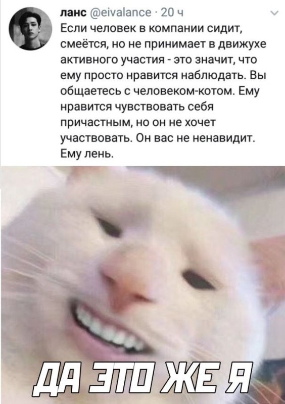 Кот улыбается