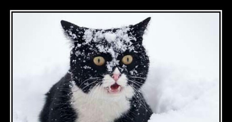 Кот в снегу Мем