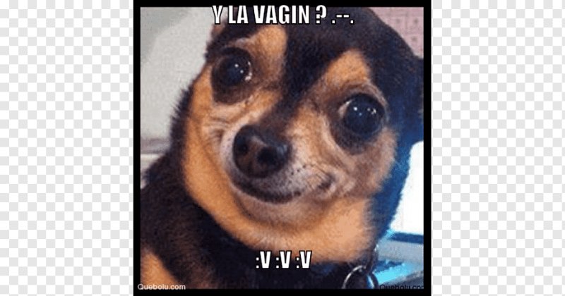 Чихуахуа Мем