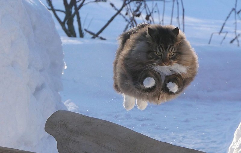 Финская Лесная кошка