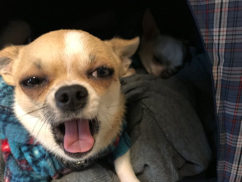 Чихуахуа Гремлин