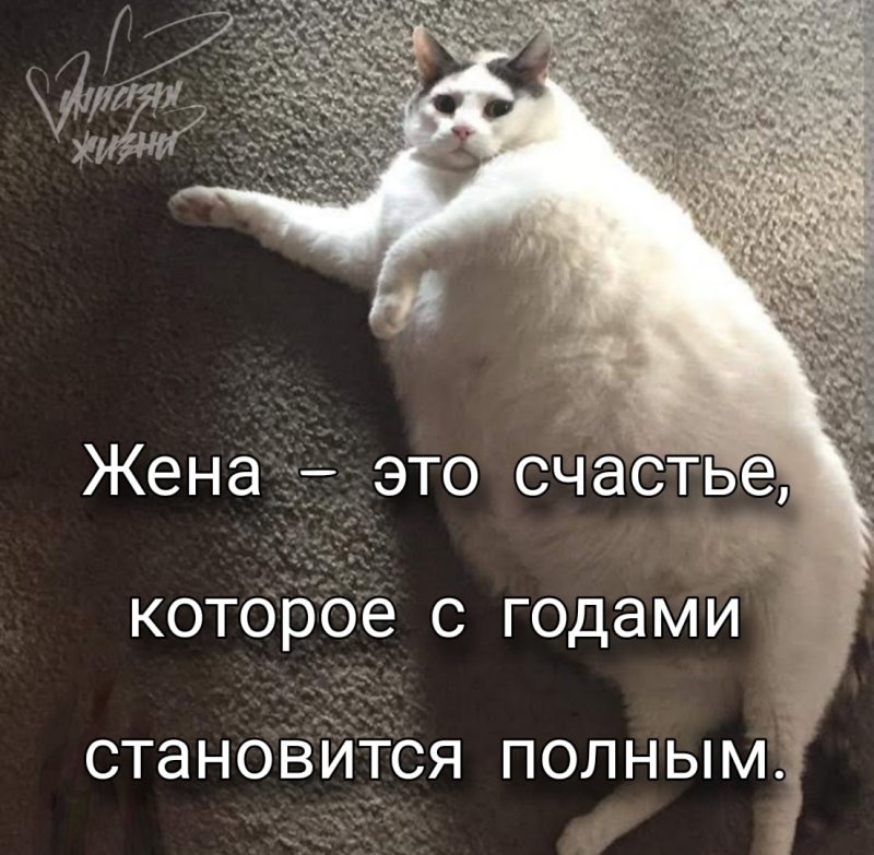 Очень жирный кот