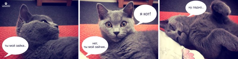 Ладно кот Мем