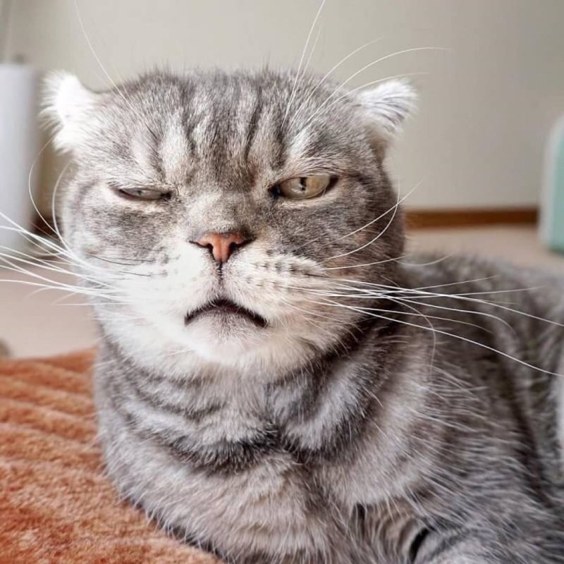 Кот спросонья