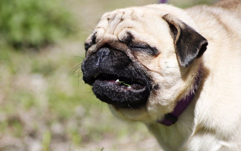 Волосатый Мопс