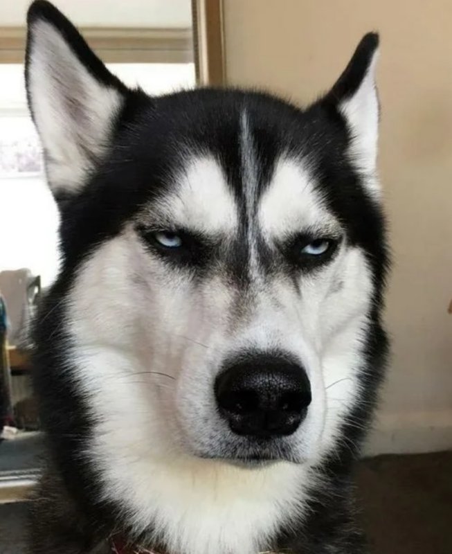 Хаски смешные