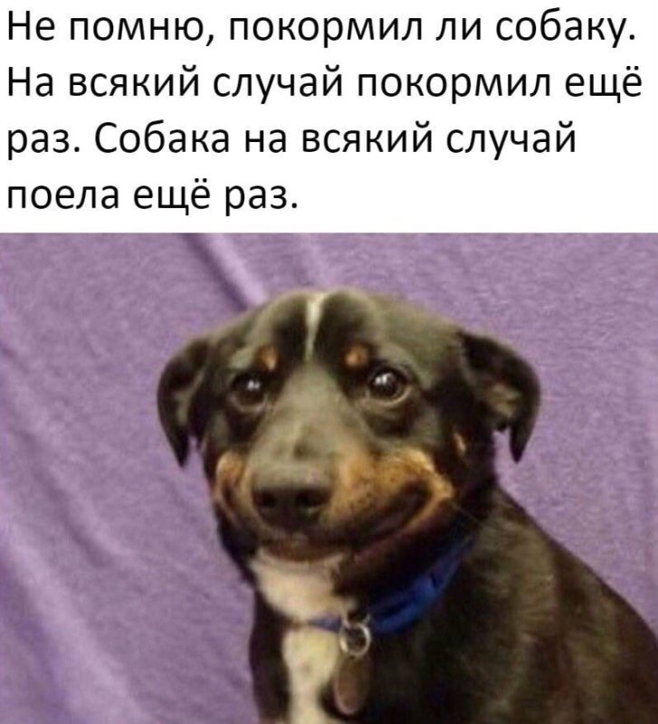 Псина мемы