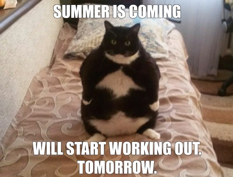 Толстый кот юмор