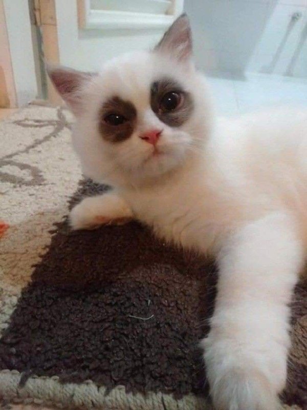 Кот с синяками под глазами Мем