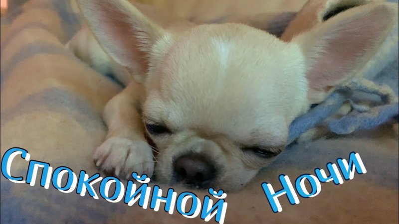 Спокойной ночи собаки