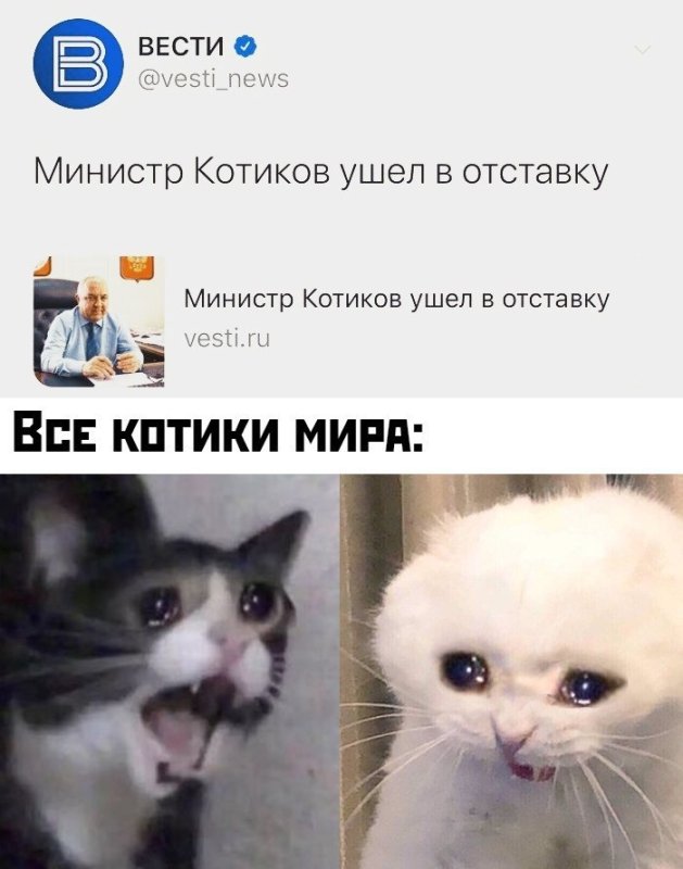 Министр котиков ушел в отставку Мем