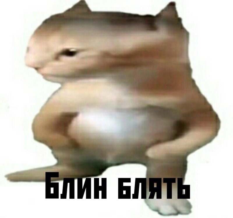 Котенок блин Мем