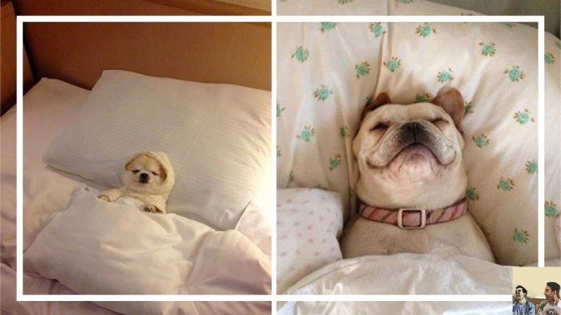 Постелька для собачки