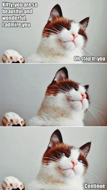 Смущенный кот